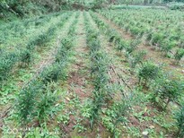 农之福老虎姜种苗,种植黄精利润图片2