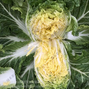 大型紅桔白菜種子春秋水果白菜籽高產(chǎn)口感好
