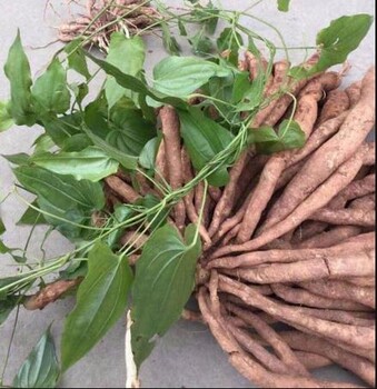 攀枝花銷(xiāo)售農(nóng)之福百部種苗品質(zhì)優(yōu)良