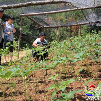 宜賓銷售重樓種苗質(zhì)量可靠,重樓種植