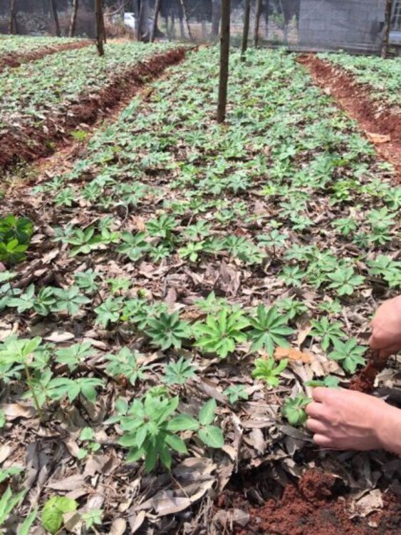 【农之福重楼种植技术,贵阳农之福七叶一枝花种植时间季节】-镇江黄页