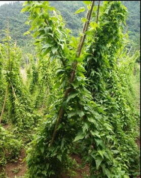 自貢農(nóng)之福百部種苗質(zhì)量可靠