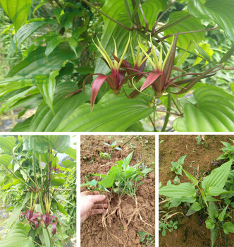 廣元百部種苗種植基地
