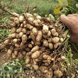 花生增产肥料花生肥--花生高产增产套餐厂家图片4