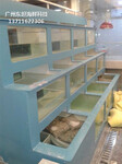 中山海鲜鱼缸制冷工程 玻璃海鲜池 点击查看详情