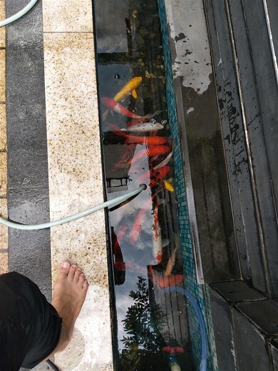 荔湾海鲜鱼池清洗消毒行情 玻璃鱼缸护理 上门清洗