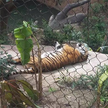 動物園金屬圍網(wǎng)聚隆不銹鋼繩網(wǎng)廠家
