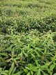 福新苗圃高度1米荷樹苗,沁源縣生產木荷苗質量可靠圖片