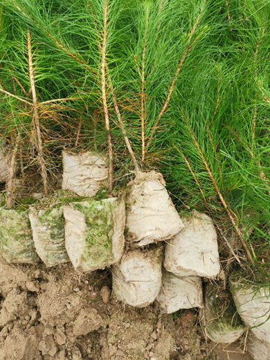 福新苗圃美国松,随州湿地松苗价格实惠