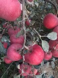 佛山新品种苹果苗详细分析图片3
