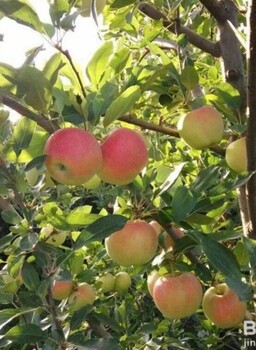 佛山新品种苹果苗颜色好