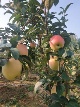 中山条纹红富士苹果苗图片