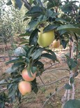 佛山新品种苹果苗详细分析图片2