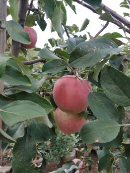 钦州瑞香红苹果苗繁育