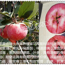 常德华硕苹果苗 爱妃苹果 正宗苹果苗 低价批发图片
