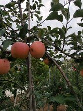 菏泽M9T337自根砧苹果苗技术图片