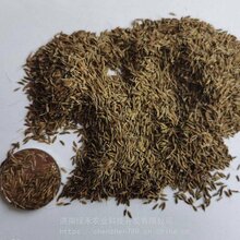 野生蒲公英籽大叶口感好药用蔬菜消炎图片