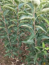 菏泽M9T337自根砧苹果苗园间生草图片