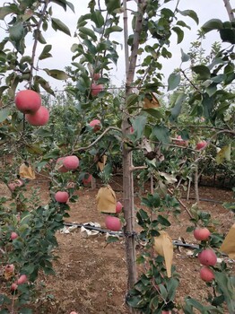 佛山新品种苹果苗详细分析