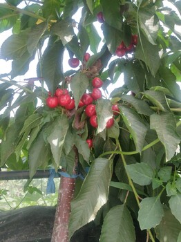 兰丁樱桃砧木苗种植技术