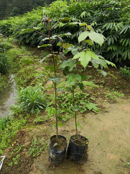 福新苗圃枫香袋苗,太原供应枫香苗服务周到