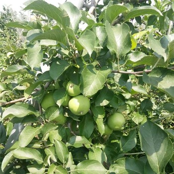 苹果树苗价格 鲁丽苹果树苗 早熟鲁丽