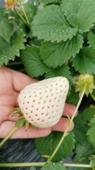 绍兴全草莓苗图片
