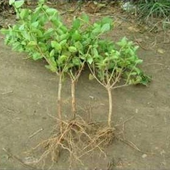 農(nóng)之福金銀花種植,江津金銀花種植基地批發(fā)出售金銀花種苗