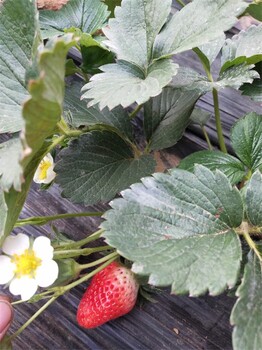 法兰地草莓苗新价格,草莓苗价格