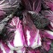 紫白菜种子富硒紫叶矮白菜籽春秋种植