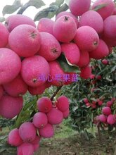 苹果树苗行情价格产量高口感好图片
