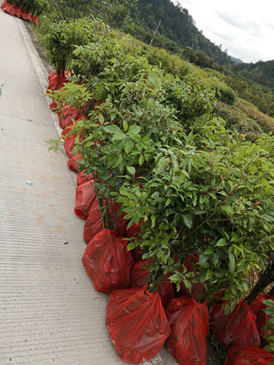 福新苗圃香樟袋苗,辽阳香樟容器苗规格