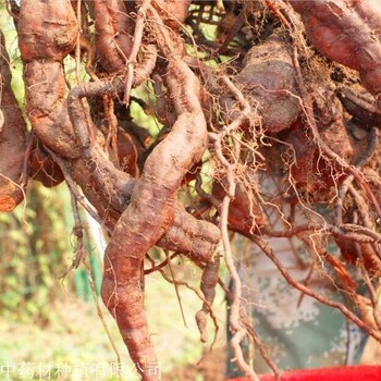 何首烏種植效益分析