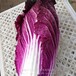 小头紫白菜种子春秋陆地白菜水果脆嫩多汁高产
