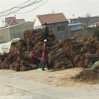 河南花椒苗花椒樹精心培育恒誠園藝