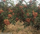 河南花椒苗花椒树基地供应恒诚苗木