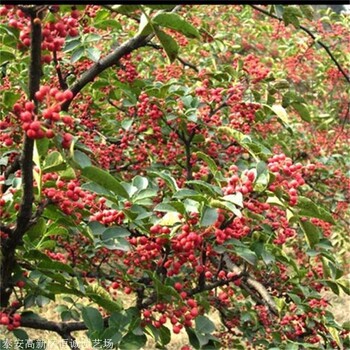 1米高花椒苗批發(fā)優(yōu)惠價格恒誠苗木