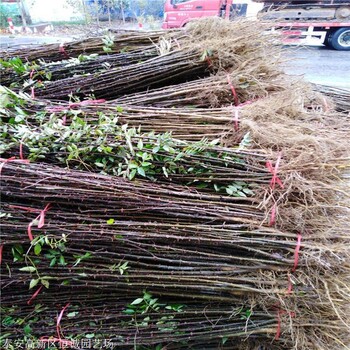 2年花椒苗價格大量批發(fā)恒誠苗木