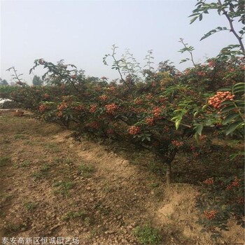 無刺花椒苗批發(fā)歡迎購買恒誠園藝