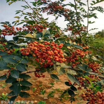 无刺花椒苗批发培育供应价格恒诚苗木