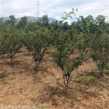 籬笆花椒苗基地供應(yīng)恒誠苗木