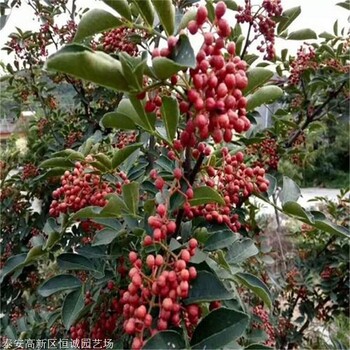 2年花椒苗價格優(yōu)惠價格恒誠園藝