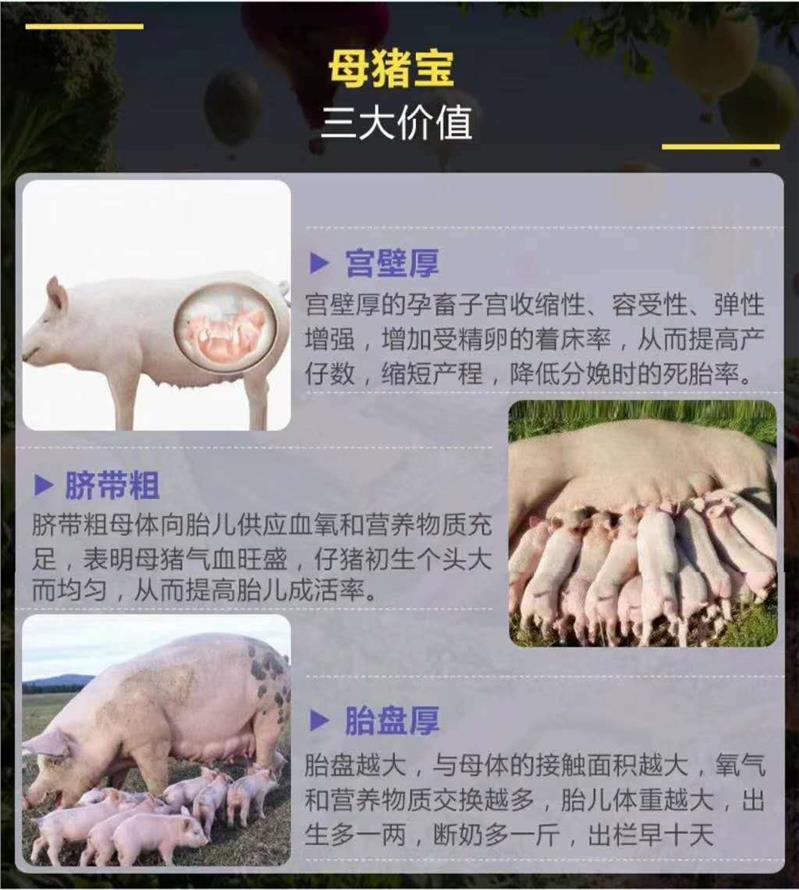 母豬縮短產程