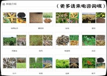 中药种子厂家批发 产地批发.种植指导.签回收合同图片0