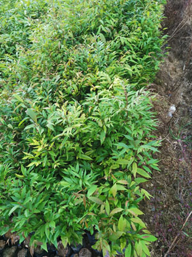 福新苗圃红椎容器苗,台湾销售红椎苗规格