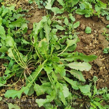 特色野菜种子大叶荠菜种子上市快出菜高新种子芽率高