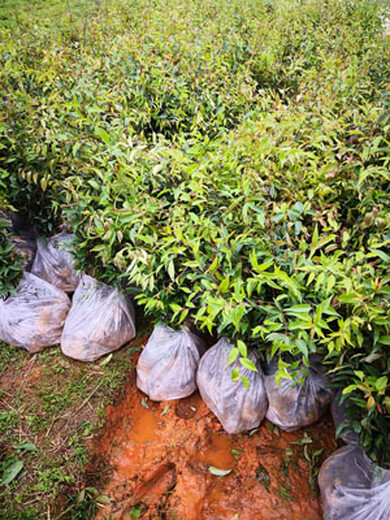 福新苗圃红椎袋苗,澳门从事红椎苗规格