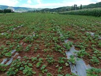 德州润泽除草布,广安防草布批发代理图片1