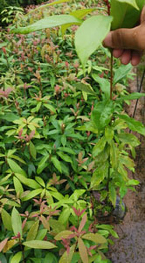 福新苗圃桢楠苗,上海生产楠木苗质量可靠