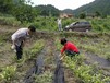 果园防草布茶园除草布厂家定制供应盖草布